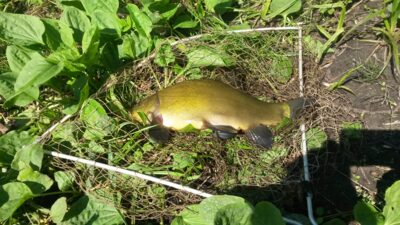 Lynas, 0,6 kg — Zalvys