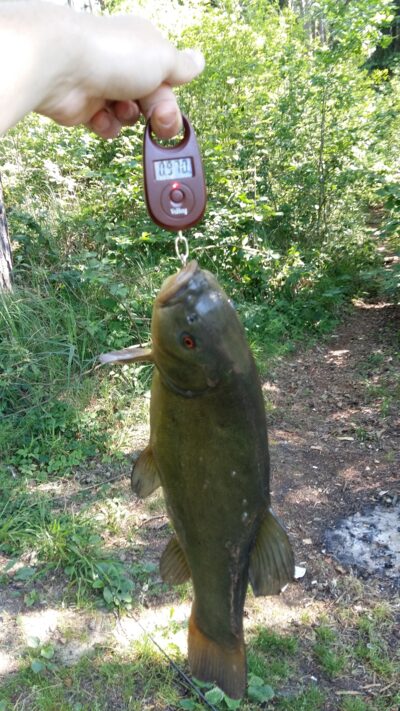 Lynas, 1,0 kg — Spindžiukas