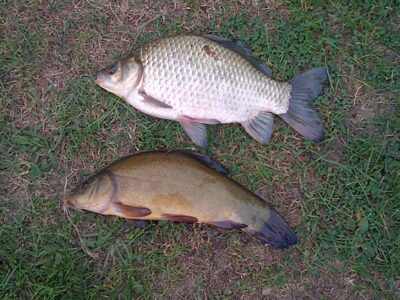 Lynas, 0,7 kg — Sangrūdos