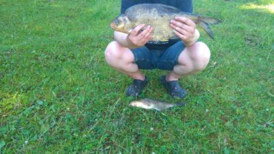 Karšis, 1,8 kg