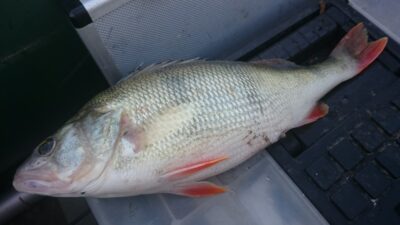Ešerys, 0,6 kg