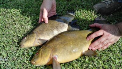 Lynas, 1,7 kg — Viekšnalių
