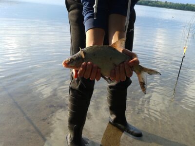 Karšis, 0,8 kg — Vilkokšnis