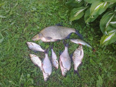 Karšis, 1,1 kg — Sartai