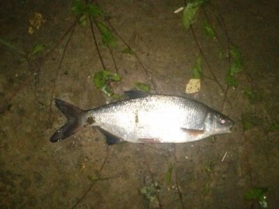 Žiobris, 0,6 kg — Nemunas