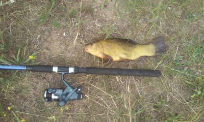 Lynas, 0,9 kg — Jurgionių