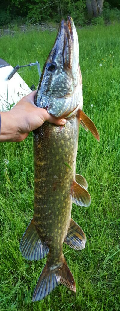 Lydeka, 3,0 kg