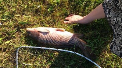 Paprastasis karpis, 4,0 kg