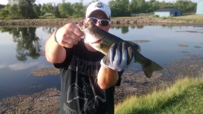 Largemouth Bass, 0,5 kg