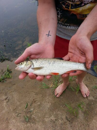 šapalas, 0,4 kg — Nemunas