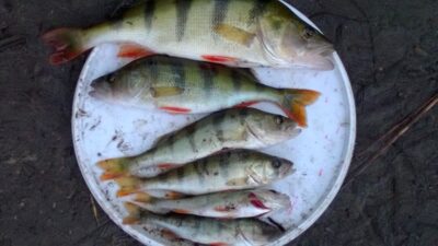 Ešerys, 0,4 kg — Talaikė