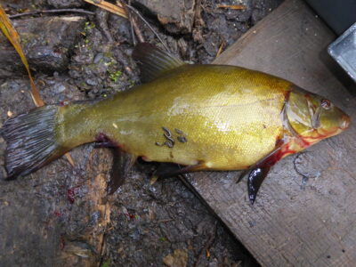 Lynas, 0,4 kg — Kadrėnų
