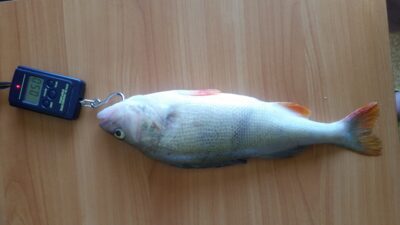 Ešerys, 0,5 kg — Rėkyvos