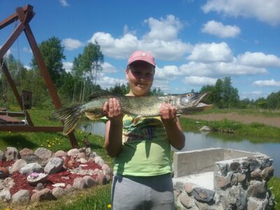 Lydeka, 2,5 kg