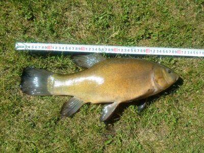 Lynas, 2,2 kg — Sujainių