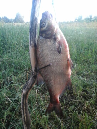 Karšis, 1,4 kg — Lamėstas