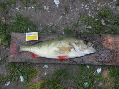 Ešerys, 0,9 kg — Ežeras