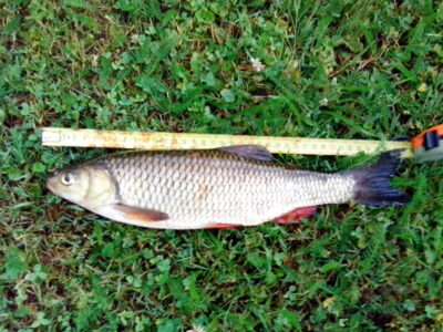 šapalas, 0,6 kg — Šventoji
