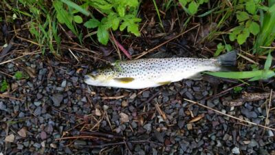 Upėtakis, 0,3 kg — South River Lake