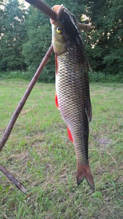 šapalas, 0,3 kg — Ančia