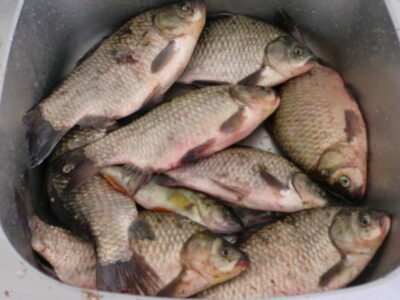 Sidabrinis karosas ×8