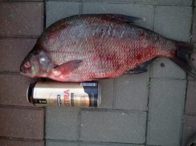 Karšis, 2,5 kg — Kauno marių