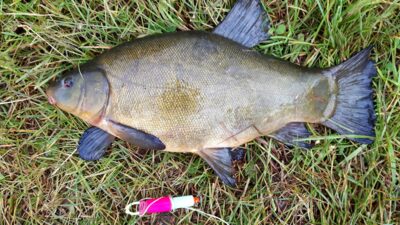 Lynas, 1,9 kg — Klaipėdos