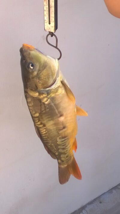 Paprastasis karpis, 1,1 kg