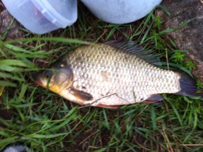 Sidabrinis karosas, 1,0 kg