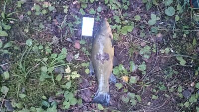 Lynas, 1,1 kg — Aukštadvario HE