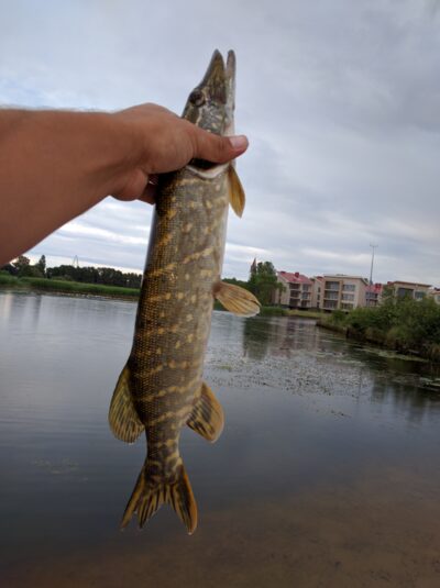 Lydeka, 1,0 kg — Šventoji