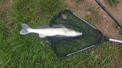 Starkis, 1,3 kg