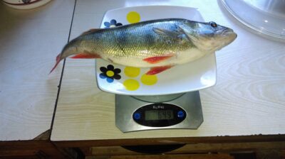 Ešerys, 0,6 kg — Viesys