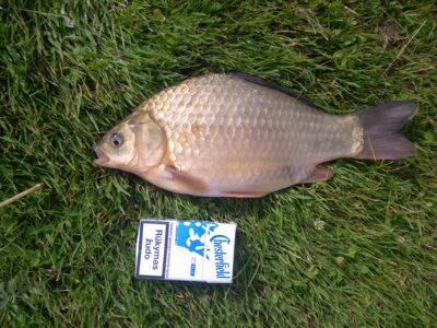 Auksinis karosas, 0,8 kg
