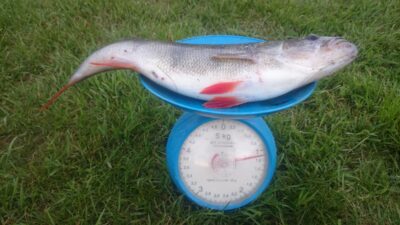 Ešerys, 1,1 kg — Eišiškių HE