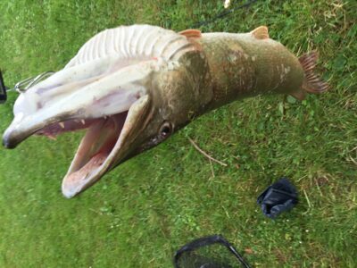 Lydeka, 12,0 kg — Großer See