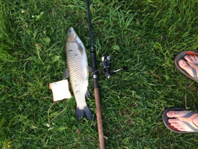 Baltasis amūras, 1,9 kg
