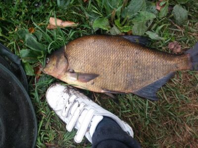 Karšis, 2,5 kg — Liberiškio