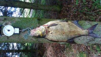 Karšis, 2,0 kg — Drūkšiai