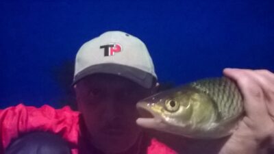 šapalas, 0,5 kg