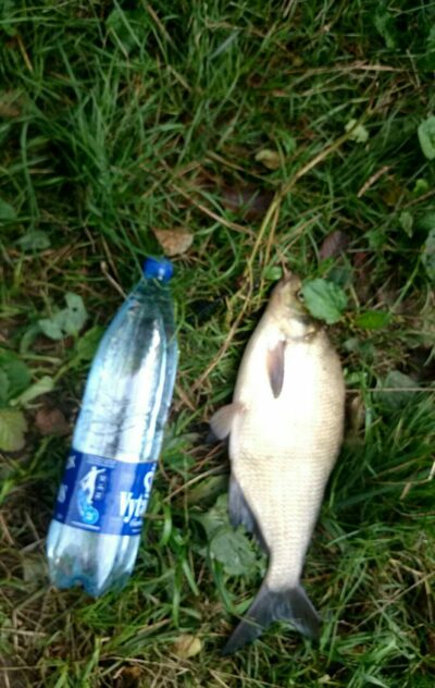 Karšis, 1,3 kg — Ilmėdas