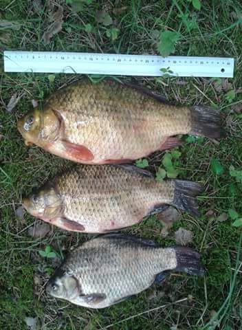 Auksinis karosas, 1,2 kg — Pravalas