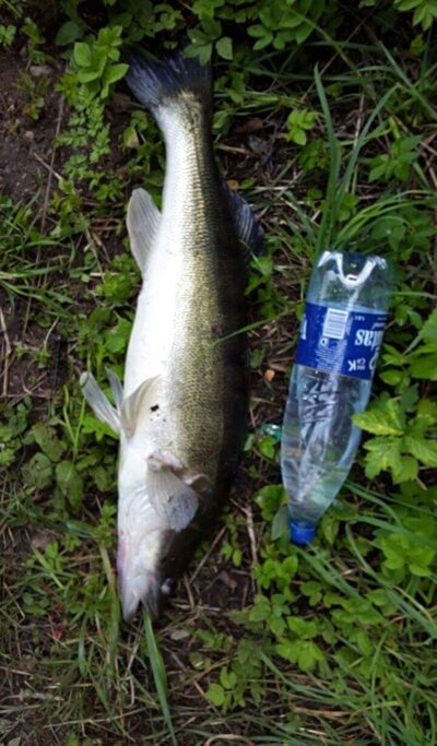 Starkis, 3,8 kg — Vaitiekūnų
