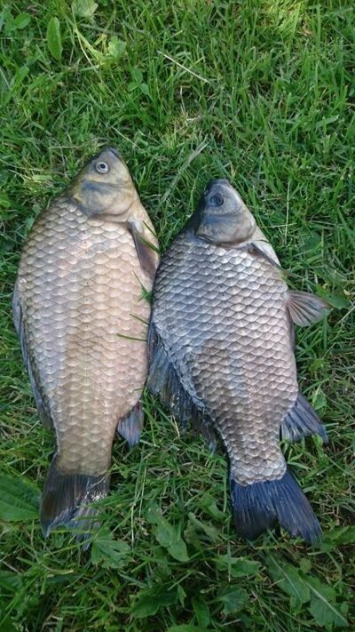Sidabrinis karosas, 0,5 kg — Sujainių