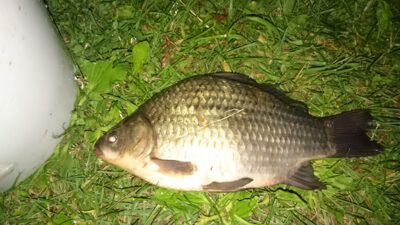 Sidabrinis karosas, 0,6 kg — Sujainių