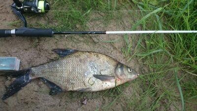 Karšis, 1,0 kg — Minija
