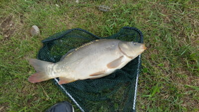 Paprastasis karpis, 3,2 kg