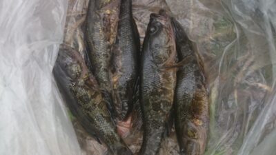 Juodasis grundalas ×15