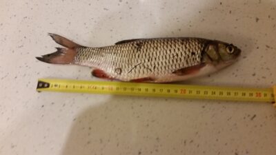 šapalas, 0,3 kg — Klaipėdos