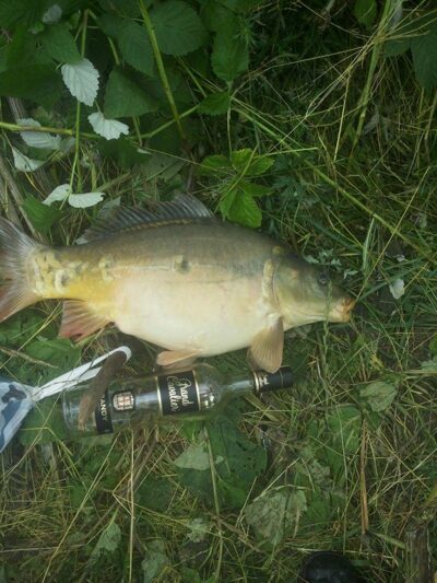 Paprastasis karpis, 3,7 kg — Didžiulis